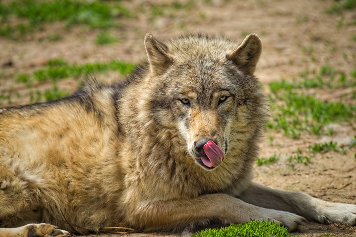 Nutrauktas vilkų medžioklės sezonas