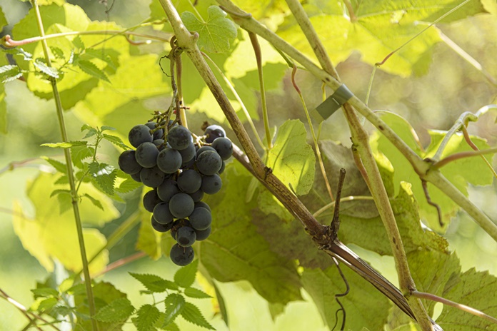 Vyndarystės pradininkai Lietuvoje: lietuviškas vynas gali konkuruoti su užsienio
