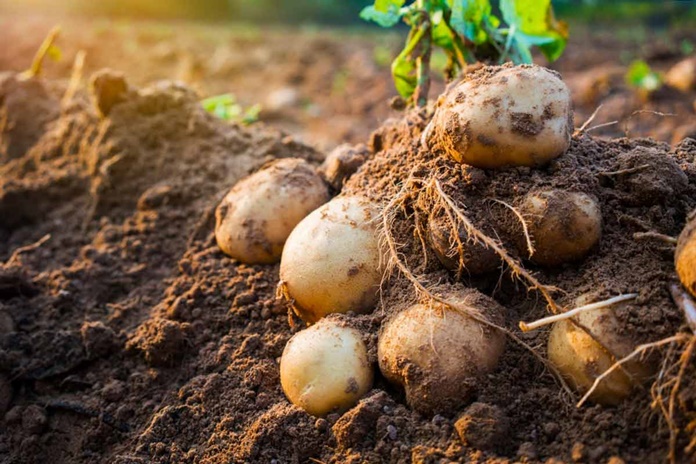 Ūkininkų siaubas – bulvių ligos: kas gali sunaikinti ištisą derlių