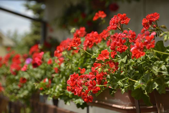 Jau laikas pradėti rūpintis balkonų grožiu – 5 gėlės, kurios sėjamos anksčiausiai