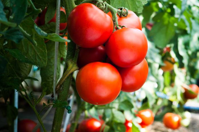 „Iki“ pataria, kaip nepadaryti klaidos: jeigu norite gausaus pomidorų derliaus, nesodinkite jų šalia kai kurių daržovių